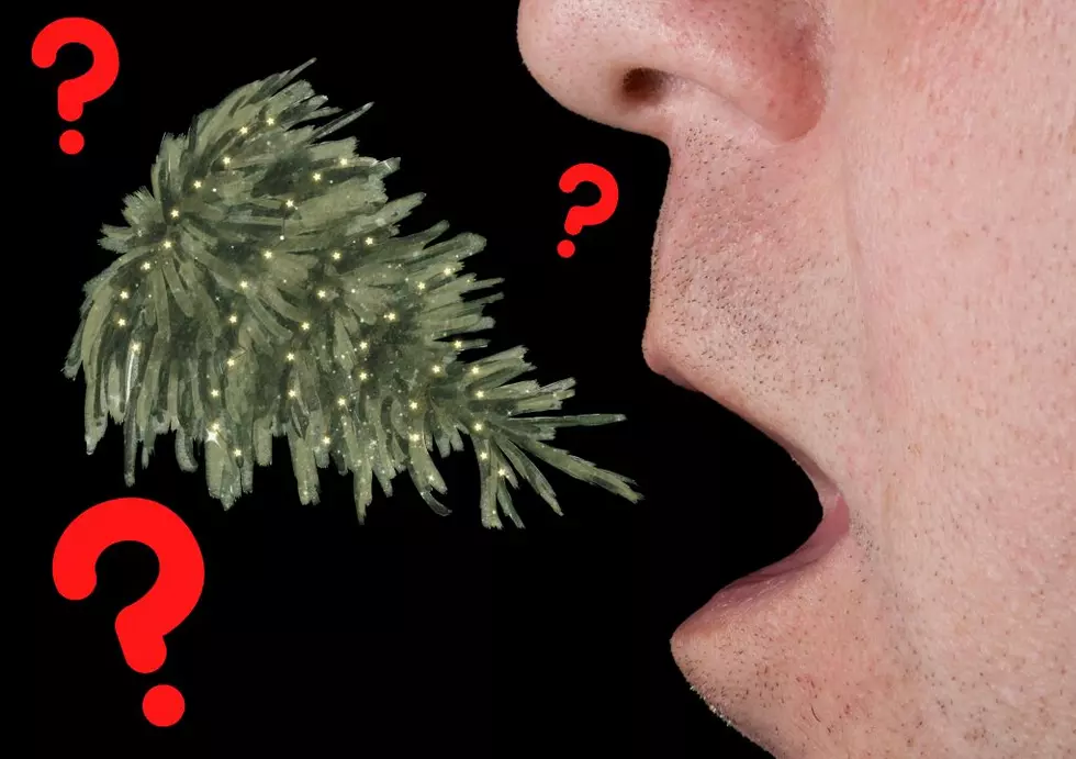 Why Are People In Iowa Eating Their Christmas Trees?