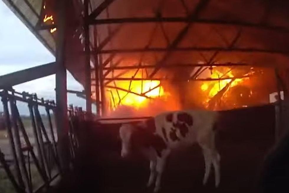 Midwest Police Officer Saves Cows From Burning Alive [WATCH]