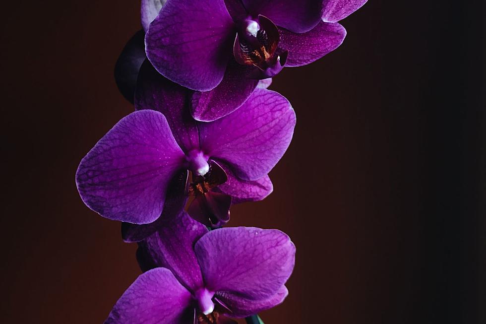 There Is An Official New World Record Orchid Plant [LOOK]