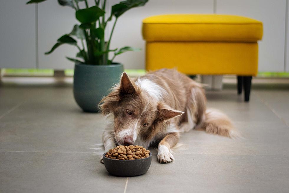 Hey Iowa, You Might Be Storing Your Pet’s Food Wrong