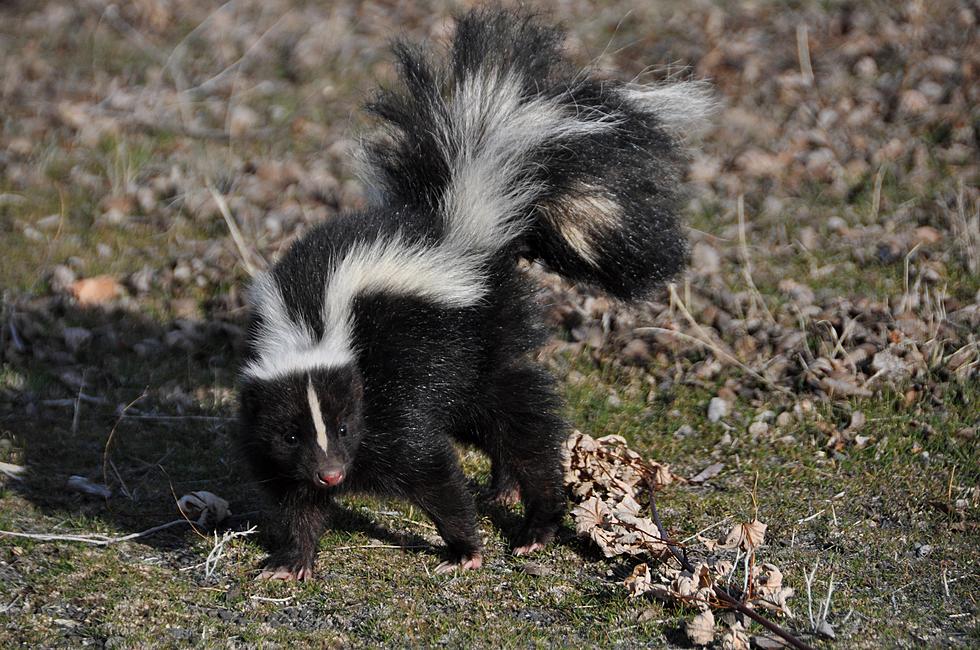 Iowa, You Might Have a Skunk Problem if Your Yard Looks Like This