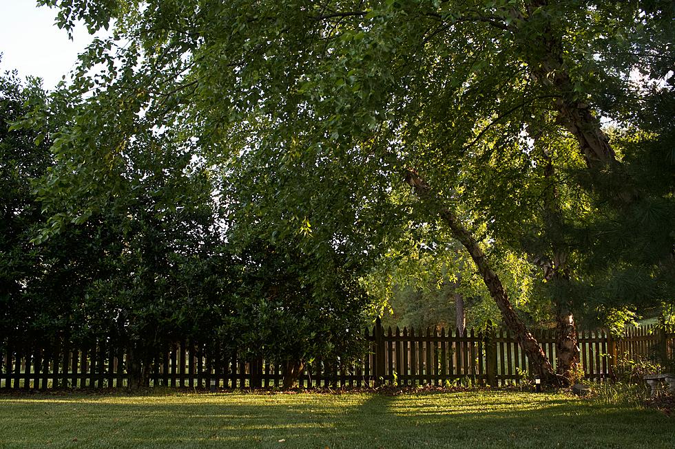 Iowa Tree Law: If A Neighboring Tree Branch Falls in Your Yard, Who’s Responsible?