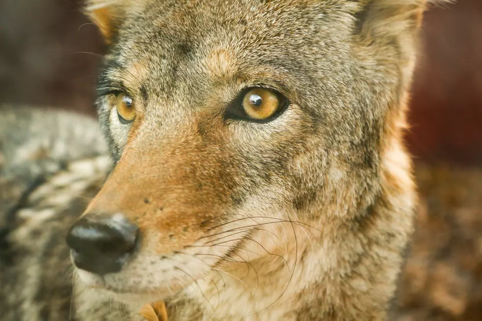 Can You Legally Own a Coyote in Iowa?