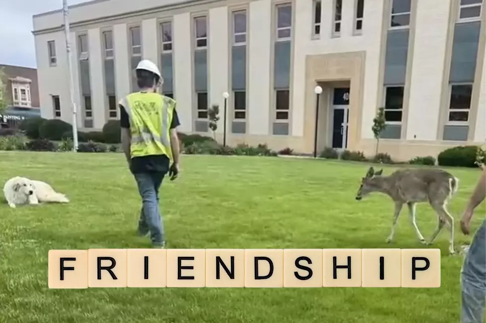 Cutest and Most Unlikely Friendship Spotting in Eastern Iowa [VIDEO]