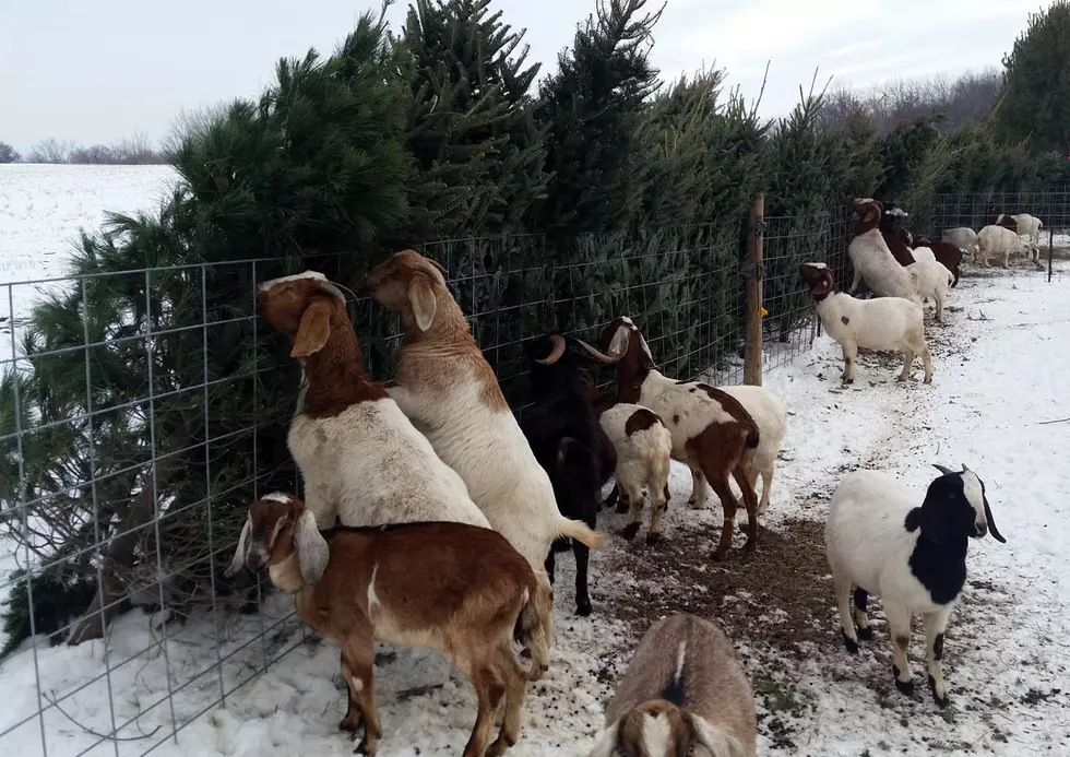 Goats Eat Xmas Trees @River Bend