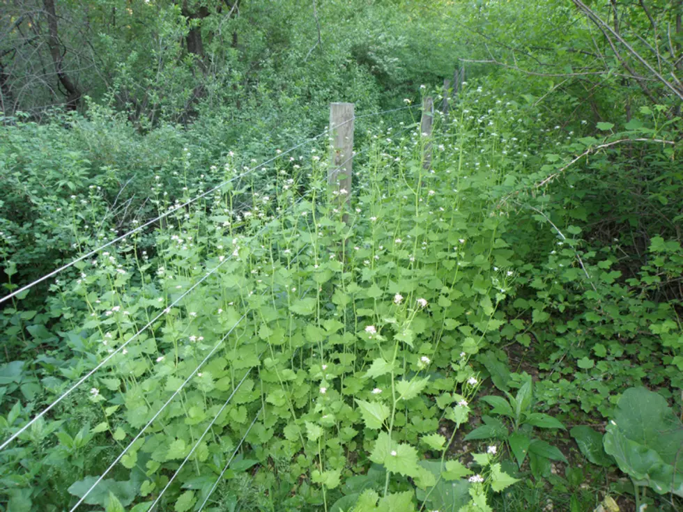 This Weed Is Restricted in Minnesota. Is it in Your Yard?