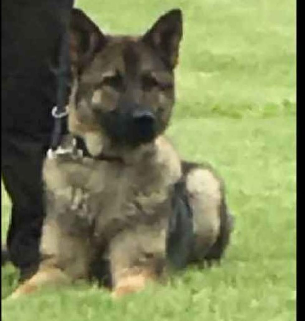 Houston County Loses It&#8217;s Newest K-9 Officer