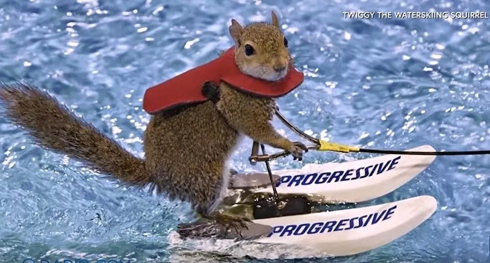 Famous Water-Skiing Squirrel Makes Last Appearance in Minnesota