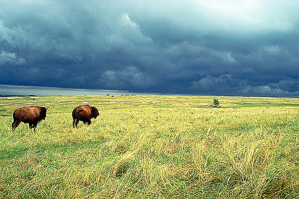 Catch Incredible Views of a Bison Herd 2.5 Hours from Owatonna