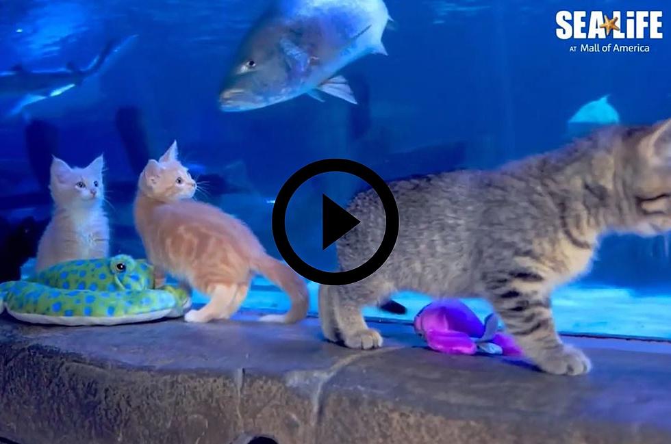 Adorable Tiny Kittens Run Around Sea Life at the Mall of America [WATCH]