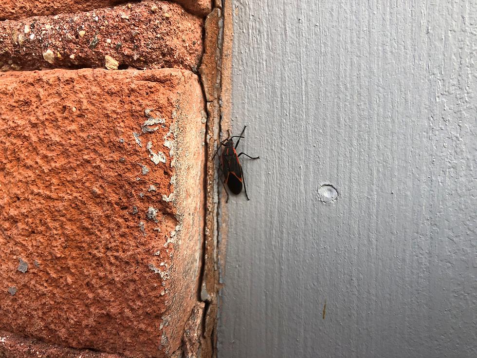 Are Boxelder Bugs Invading Your Home? Here’s What You Need To Do!