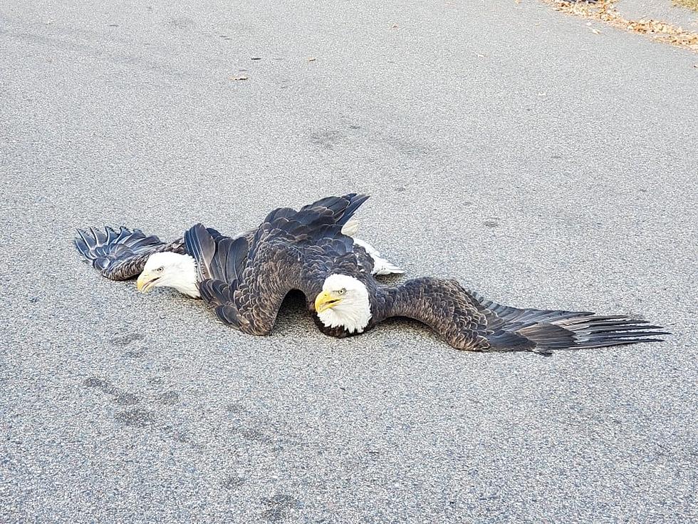 Plymouth Police Rescued Two Entangled Bald Eagles [Pictures]
