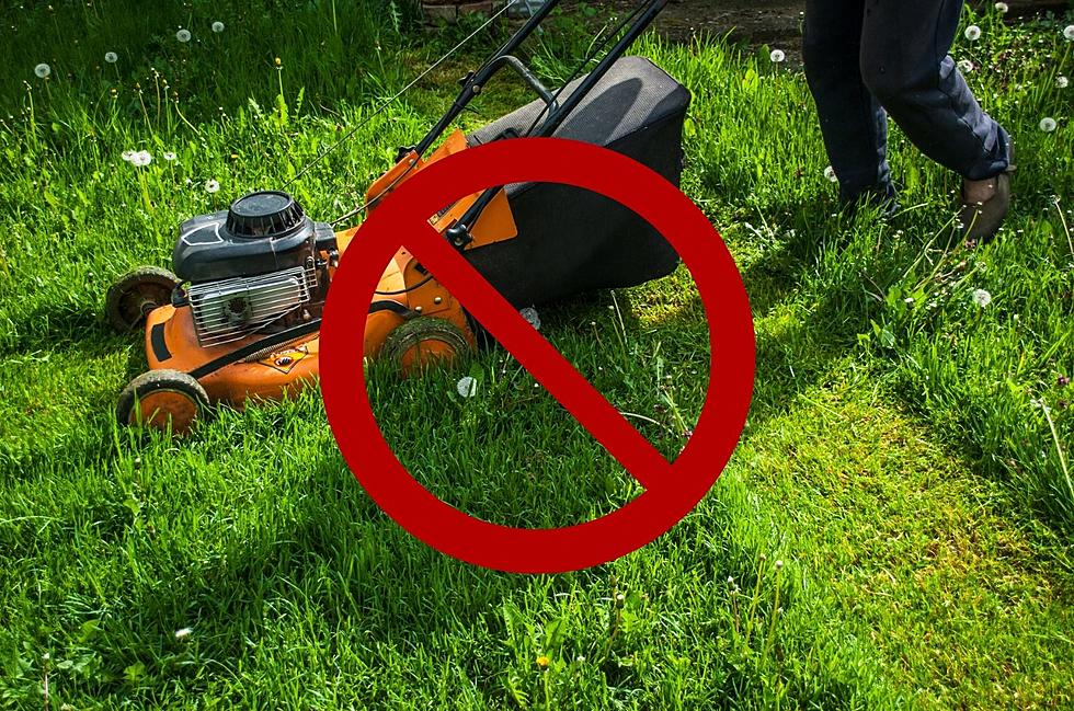 Why You Shouldn’t Mow Your Lawn Until June in Southeast Minnesota