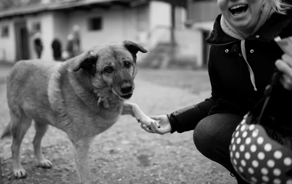 4 Ways You Can Help Humane Societies and Shelters