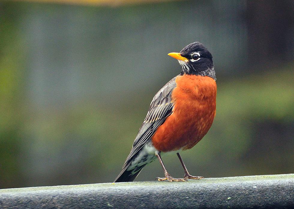 Unusual Sighting: American Robin Spotted In Minnesota During Winter