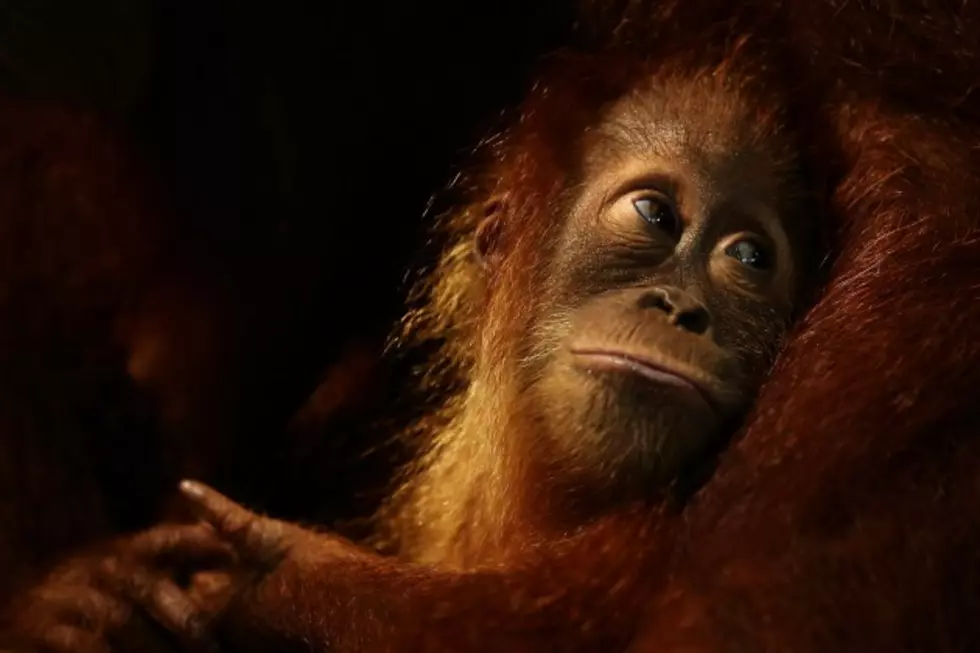 Utah Zoo Hopes Ape Will Make Super Bowl Prediction