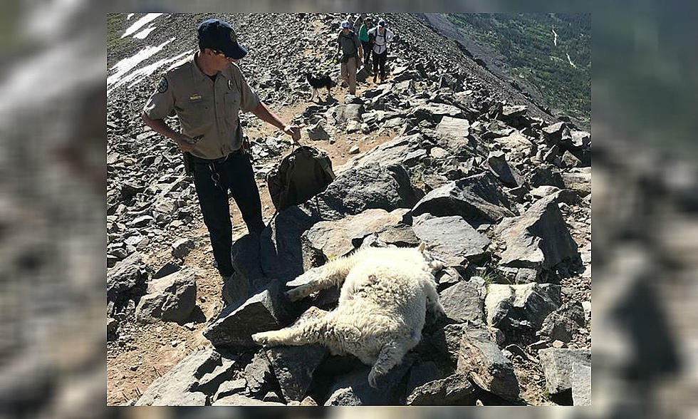 Reward Increased in the Case of Slain Colorado Mountain Goats