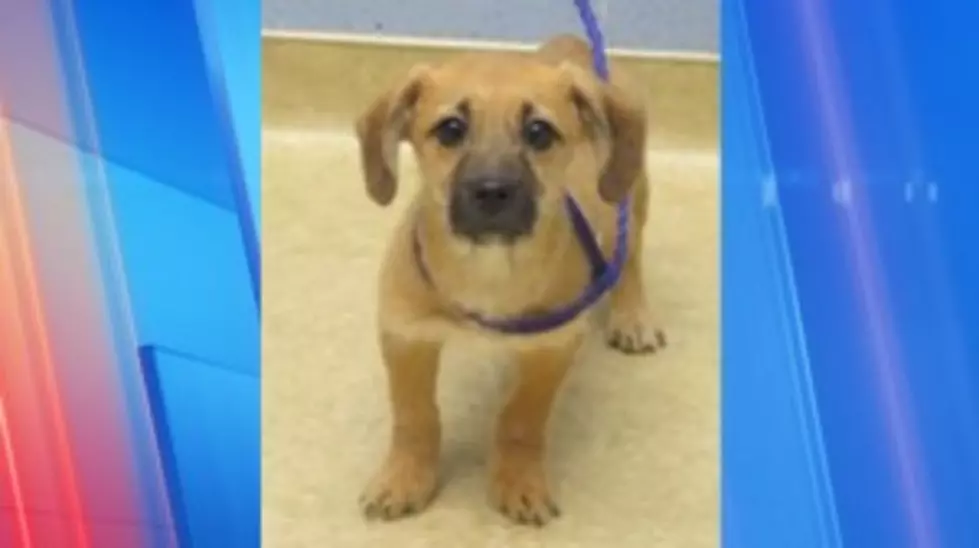Puppy Stolen from Canyon County Animal Shelter