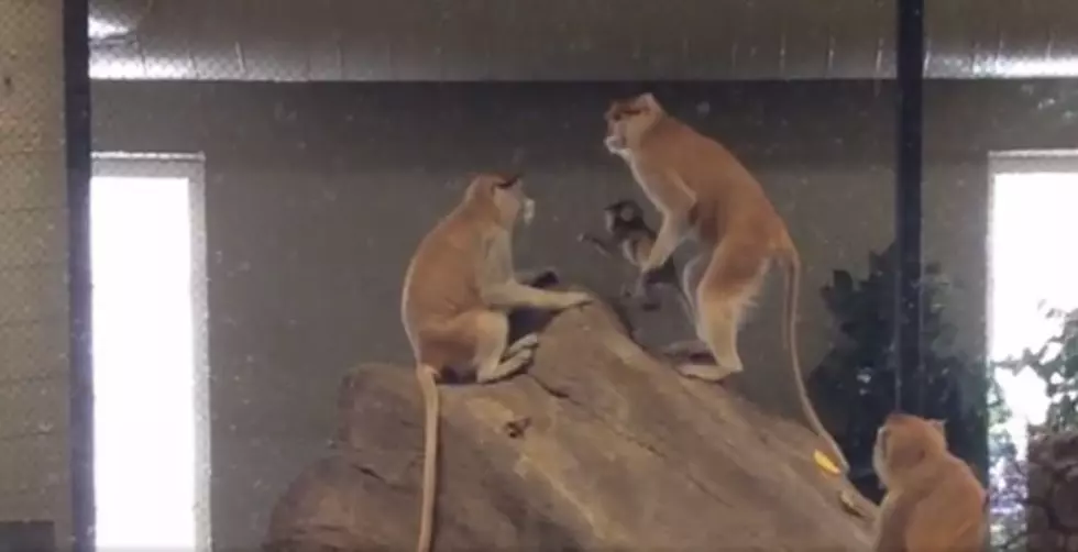 Zoo Boise Welcomes a New Baby Monkey