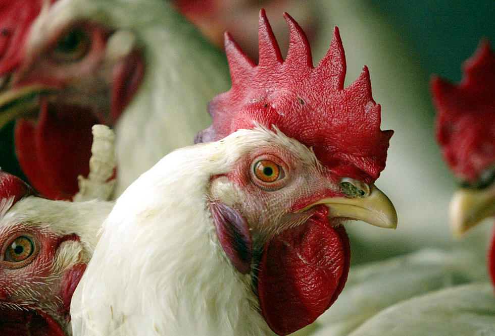 1.9 Million Pounds of Chicken Recalled