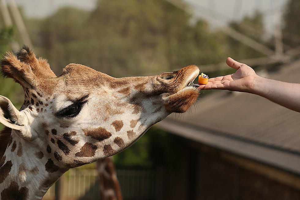 Help Zoo Boise's Giraffe!
