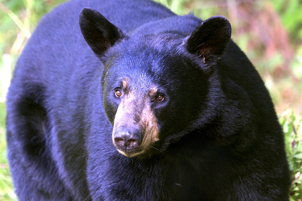 Idaho Man Has a Serious Run-In With Black Bear
