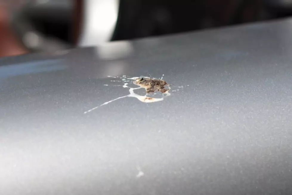 Bird Poop Can Wreck Havoc on Your Car