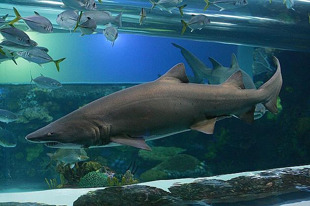 Sharks After Dark; Adult Night Returns to Discovery Center