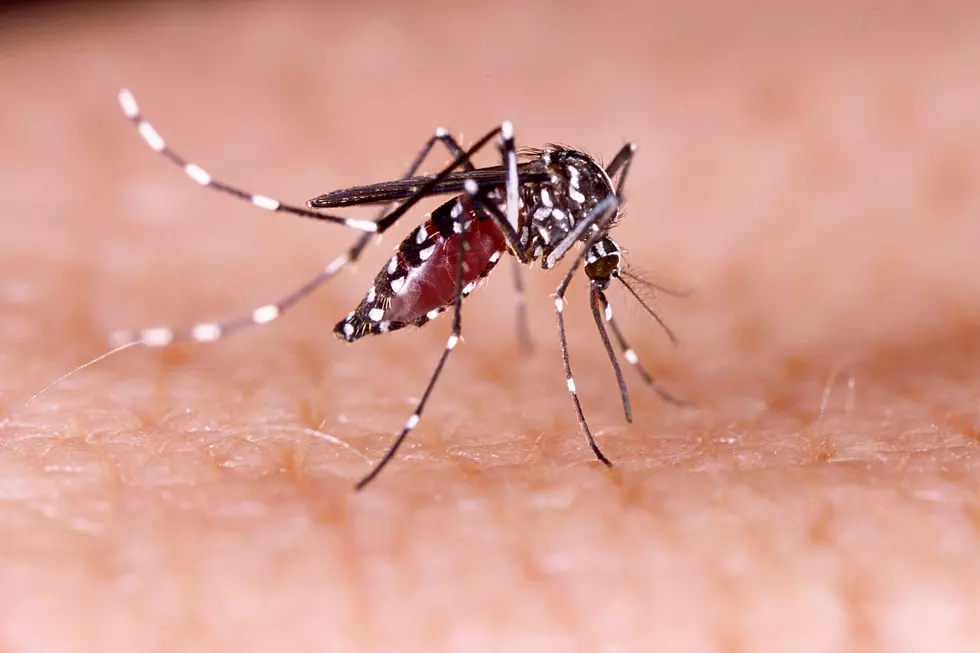 More Mosquitos Test Positive for West Nile