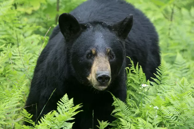 Black Bear Euthanized in Boise&#8217;s North End
