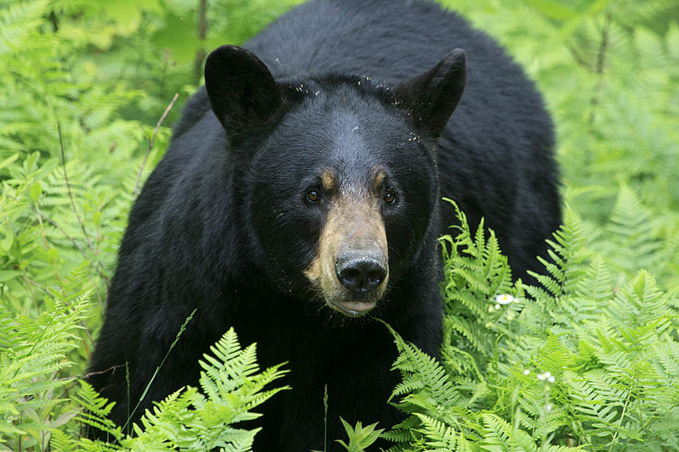 Black Bear Euthanized in Boise’s North End