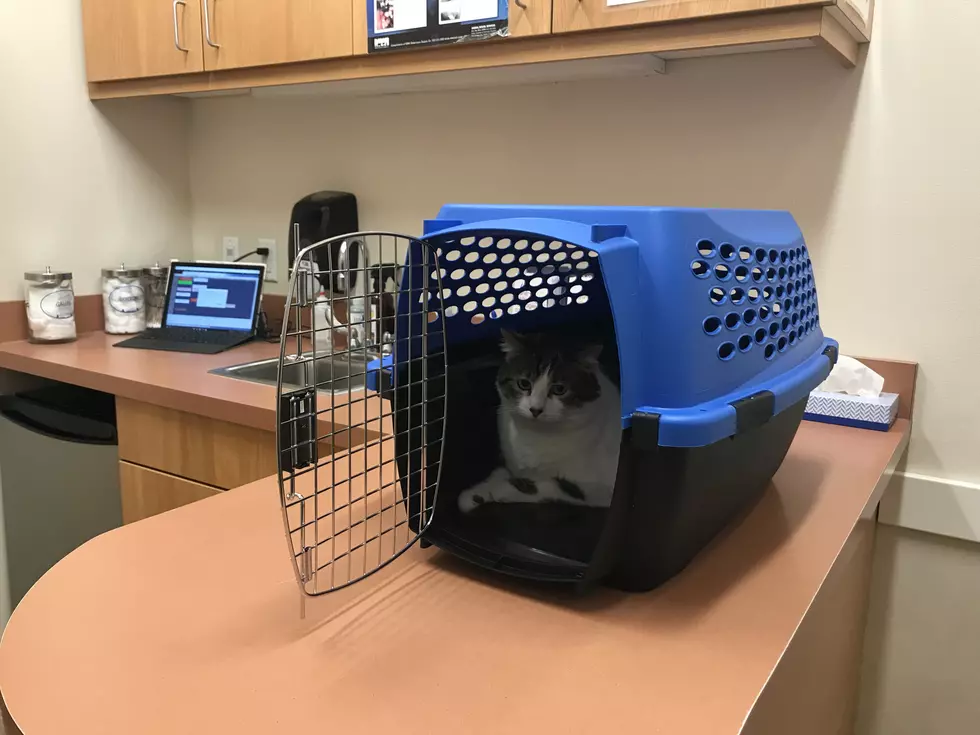 Piccolo Goes To The Vet