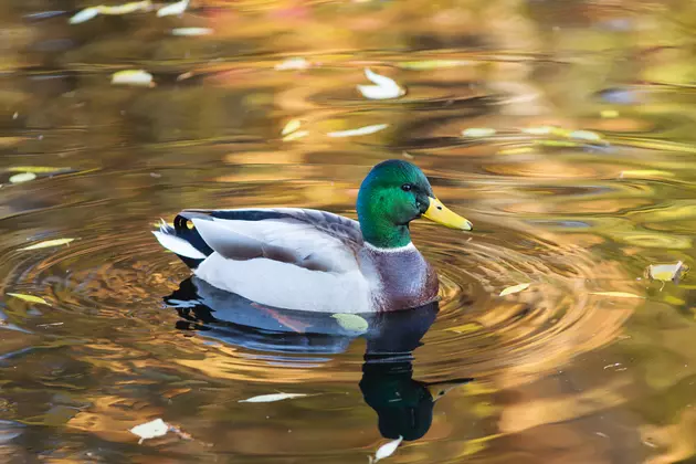 Idaho Humane Society Seeking Duck Owners