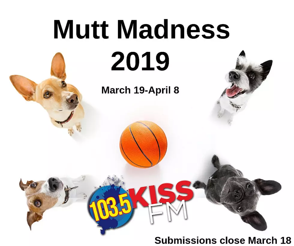 National Puppy Date: Vote in Mutt Madness!
