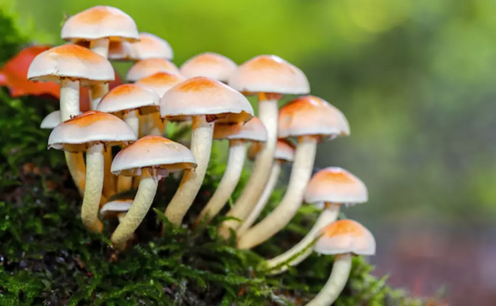 Denver Votes "Yes" On Decriminalizing Magic Mushrooms