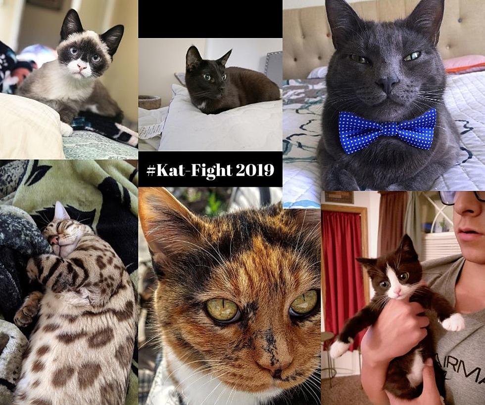 #Kat-Fight 2019- The Finals