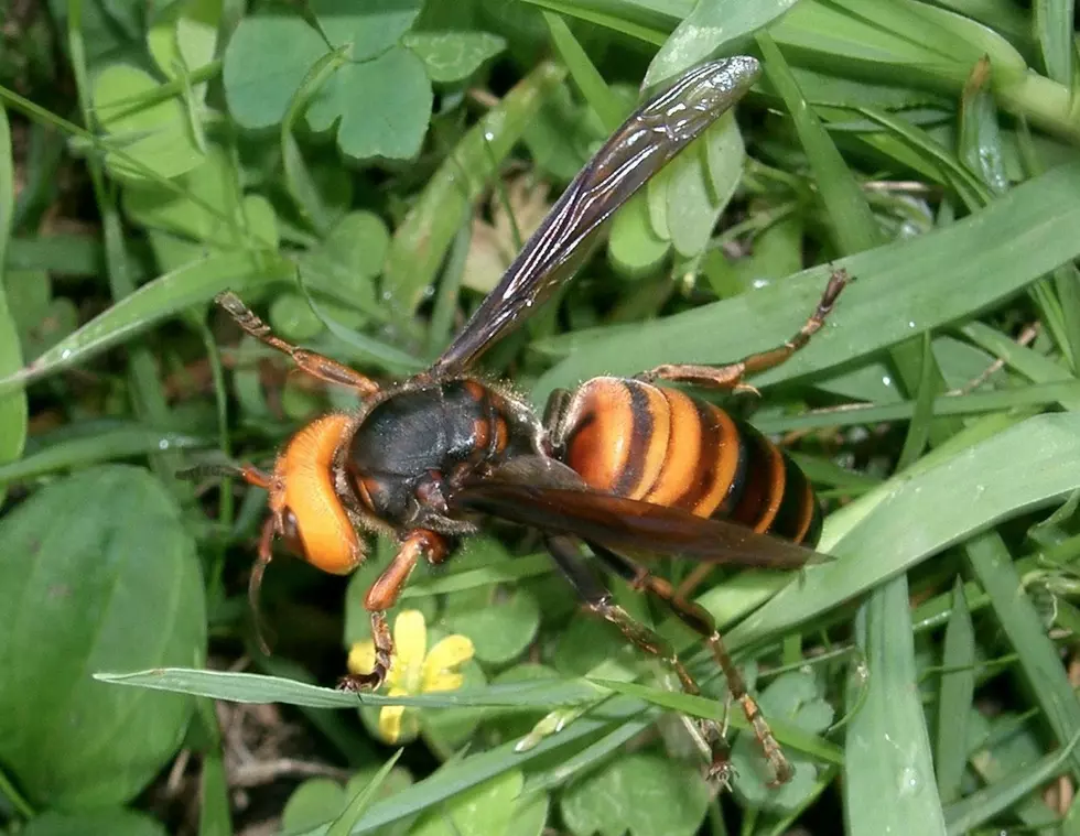 Lookout for ‘Murder Hornets’ Spotted In The US for the First Time
