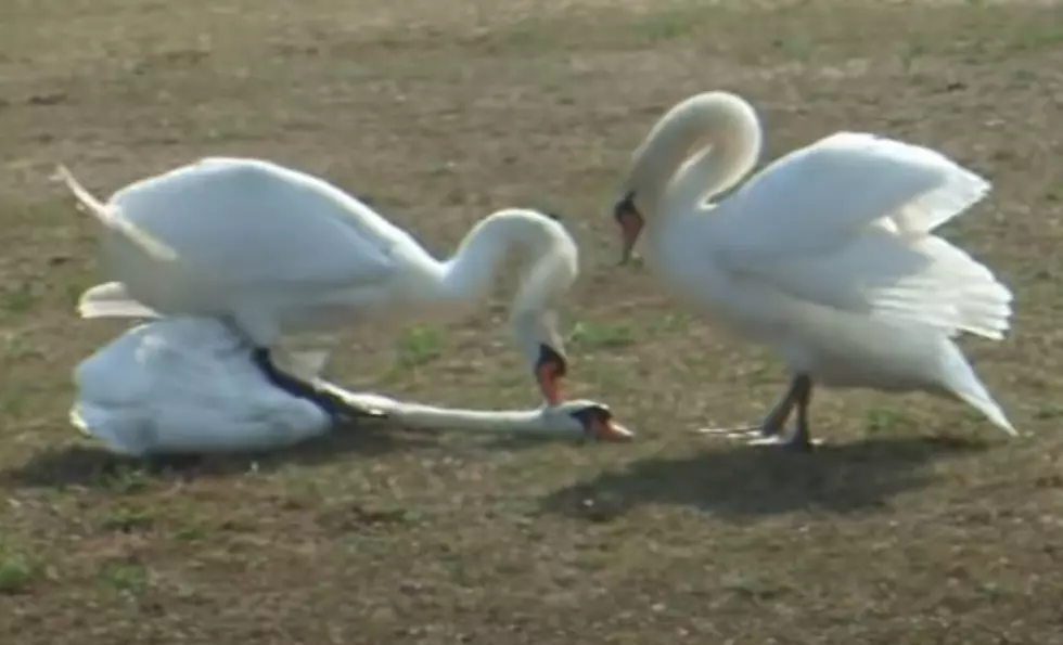 Duck, Duck, Swan: Idaho Announces First Swan Hunting Season