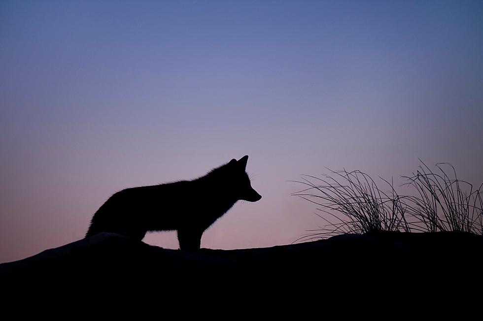 Idaho To Slaughter 90% Of The Wolf Population