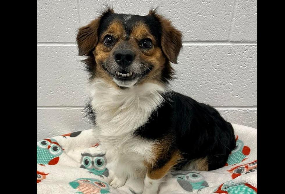 Internet Can’t Handle This Happy Idaho Dog Looking for Adoption