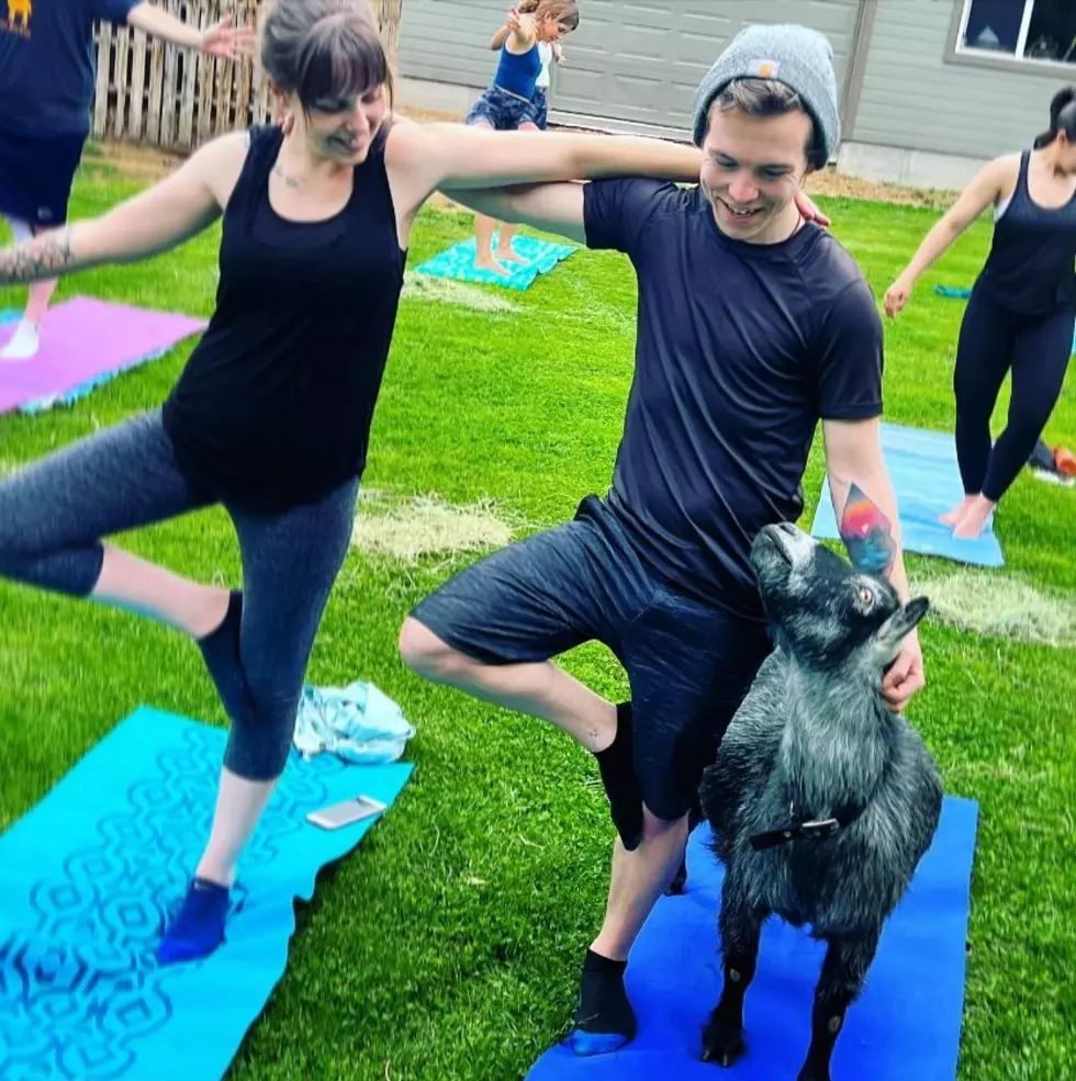 Apparently in Boise You Can Do Yoga With GOATS? Say Less.