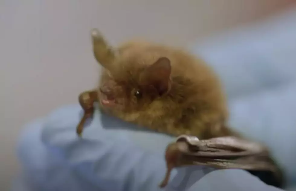 A Fungus Among Us Is Threatening Idaho Bats