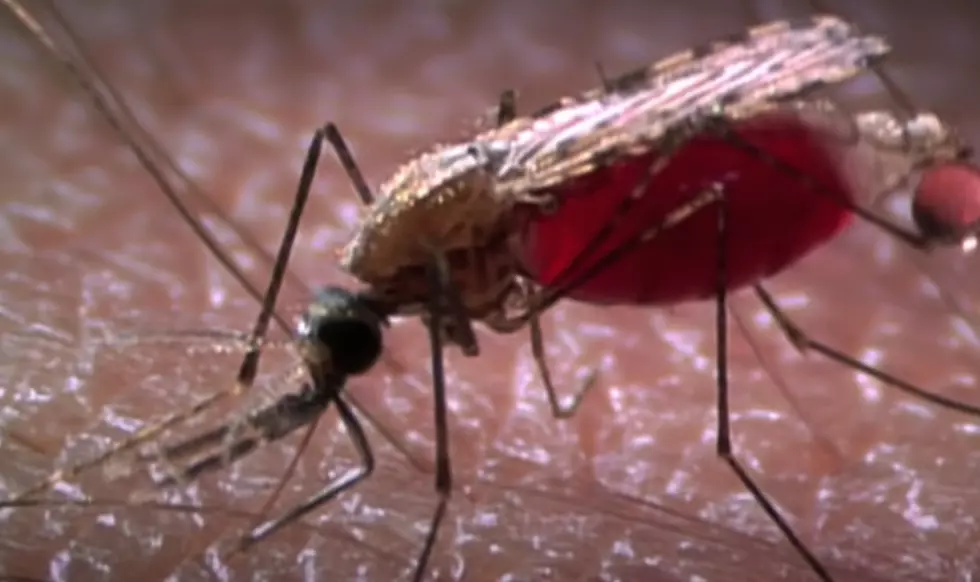 Good-For-Nothing Mosquitos Test Positive For West Nile in Idaho