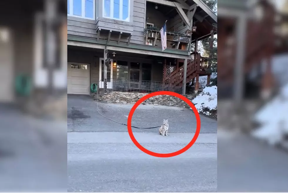 Internet Erupts as Viral Video Shows Idaho Bobcat on Leash [Video]