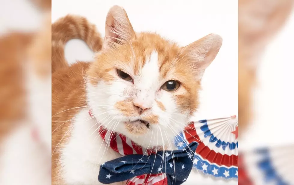Meet Bill: The 14-Year-Old Idaho Cat That Broke The Internet