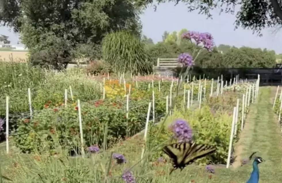 Viral Idaho Flower Farm Has More Than Just Flowers This Summer