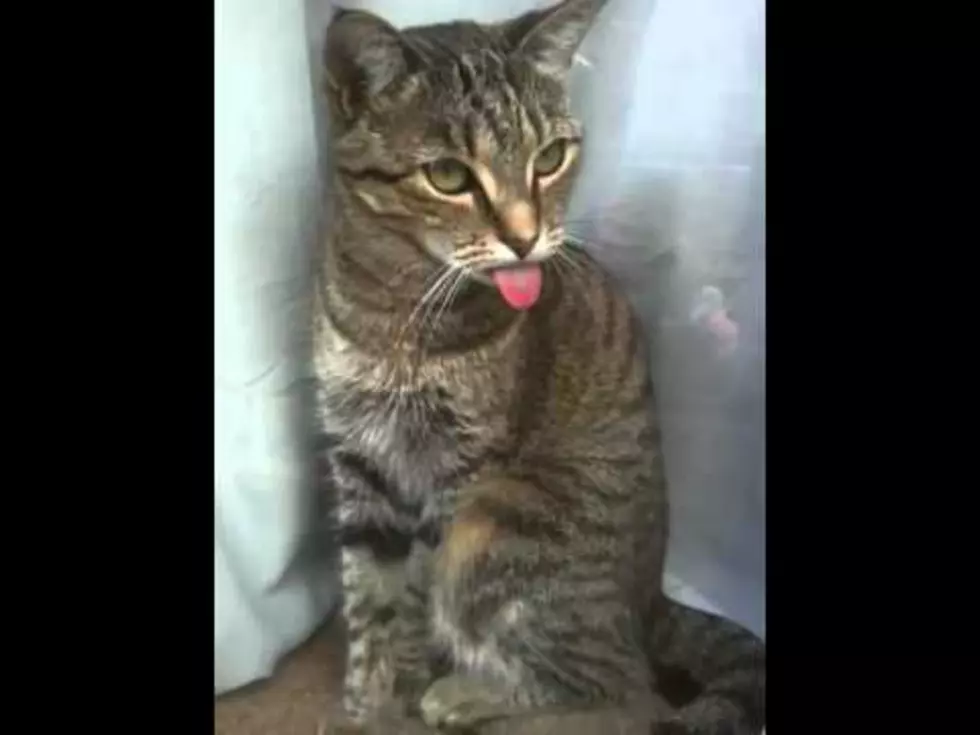 TGIF: Kitty Sticks Out His Tongue At You [VIDEO]