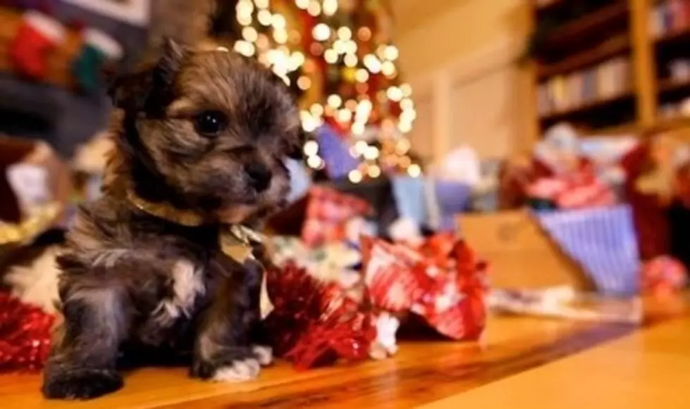 Cutest Puppy Christmas Video Ever