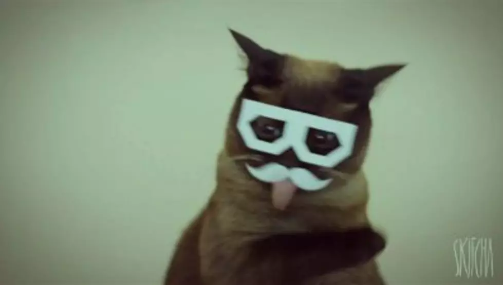 Siamese Cat Gets Into the Dubstep Groove – [VIDEO]