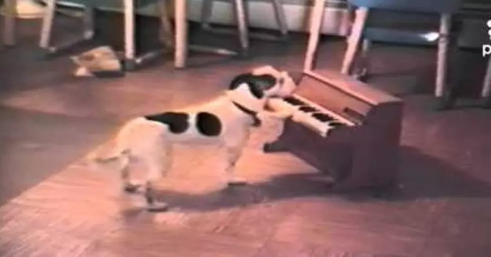 Fuzzy Friday &#8211; Dog Plays Piano &#038; Sings [VIDEO]
